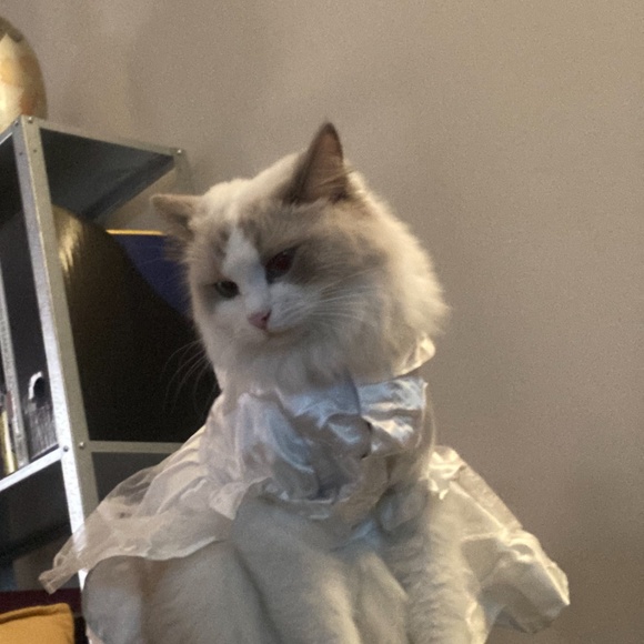 Cat or small dog wedding gown costume - Picture 4 of 5